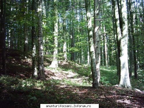 Vand PADURE de 10ha *NOU* - !!! URGENT !!! Vand 10ha ( mp) de PADURE in - Vanzari